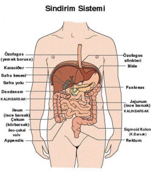 10 Snf Anatomi