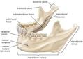 Mandibula Anatomisi Nedir?