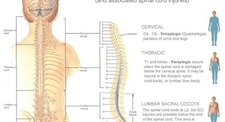 Spinal Anatomi Nedir?