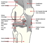 Diz Anatomisi Özellikleri ve Faydaları Nelerdir?