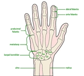 El Bileği Anatomisi Özellikleri ve Faydaları Nelerdir?