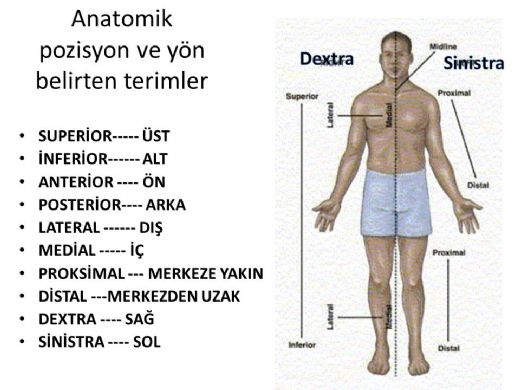Anatomi Terimleri