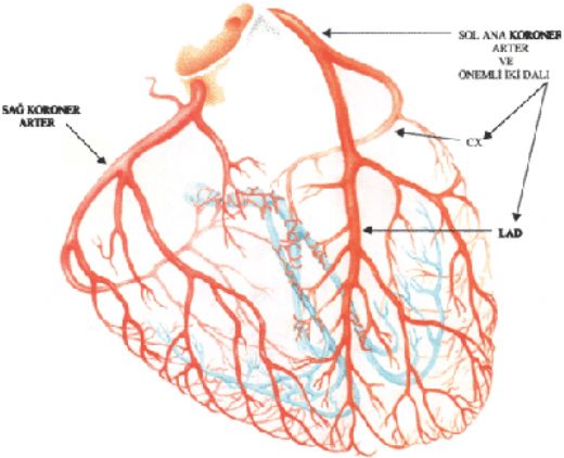 Koroner Arter Anatomisi