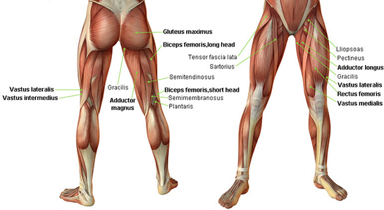 Anatomi Bacak Kaslar