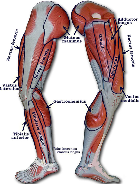 Bacak Kaslar Anatomisi