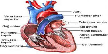 Kalp Anatomisi